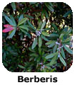 Berberis